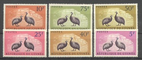 Uccellini guinea - uccellini,
